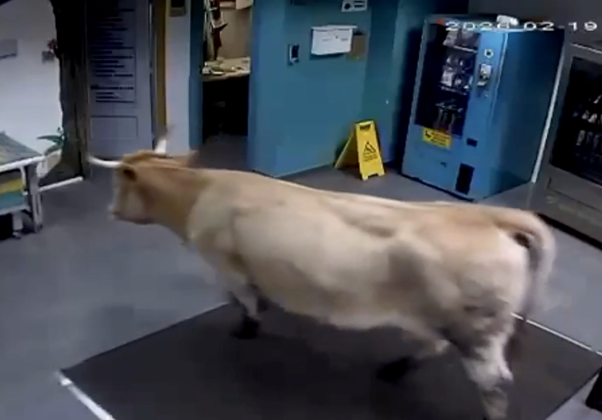 Una vaca irrumpe en una lavandería de Cantabria