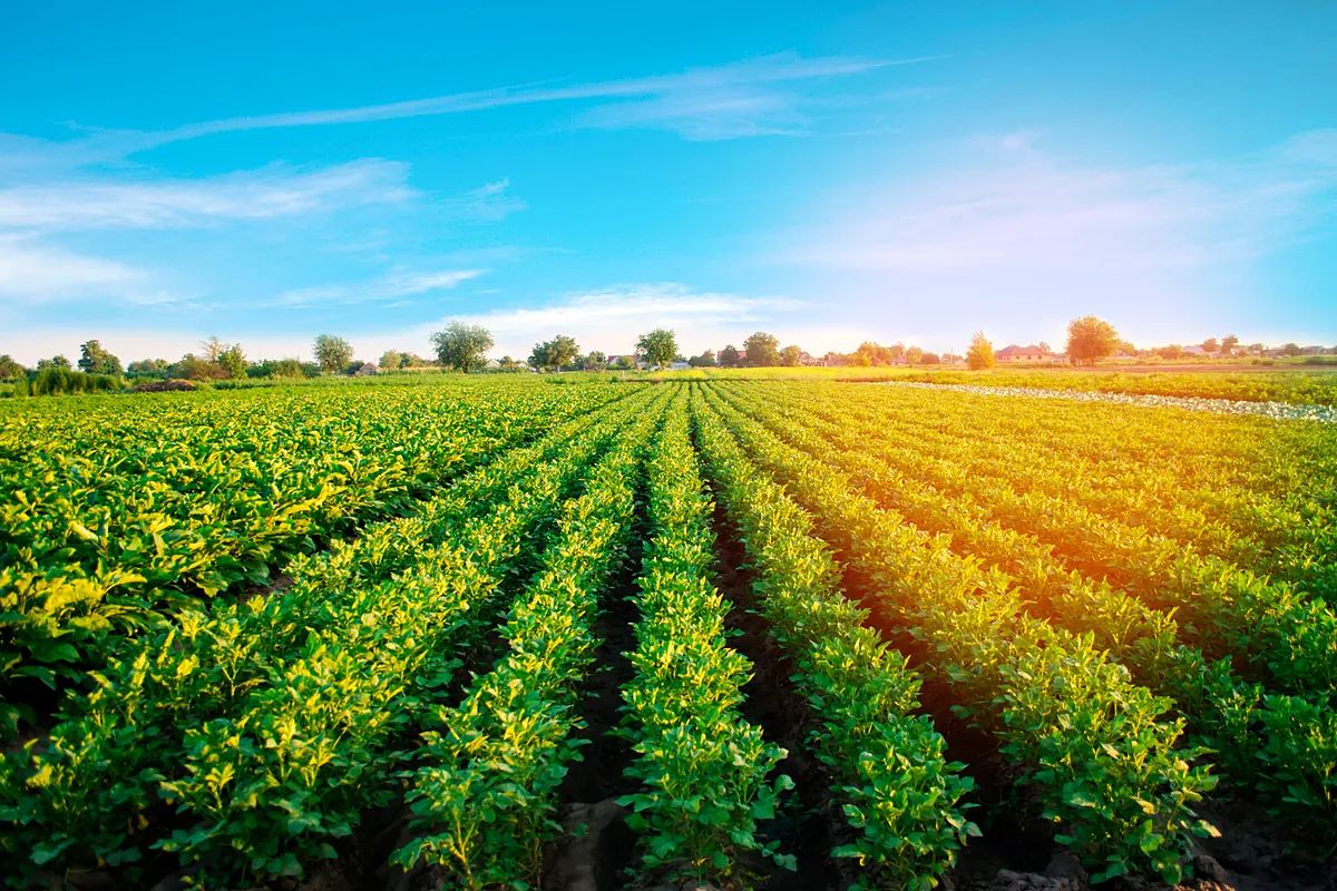 Bruselas apoya un régimen más flexible para los cultivos modificados genéticamente