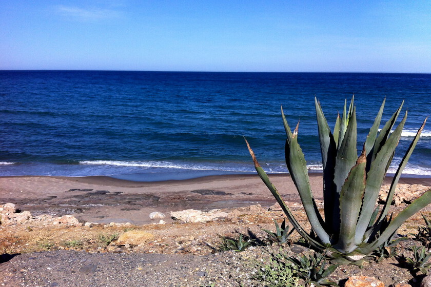 La siempreviva de Mojácar lleva años en peligro y no sabíamos por qué. Ahora lo acabamos de descubrir: su mayor problema somos nosotros