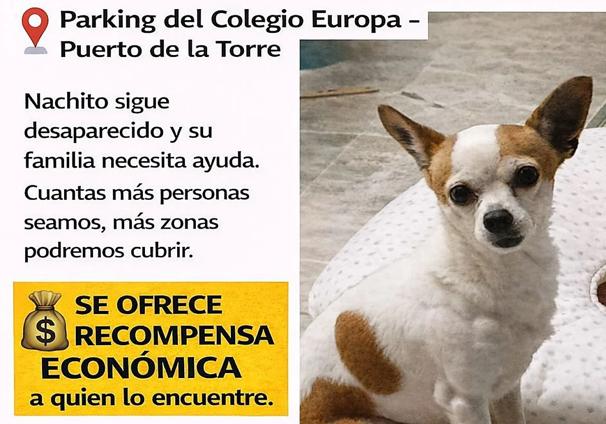 Encuentran muerto a Nachito, el chihuahua desaparecido en Puerto de la Torre la semana pasada