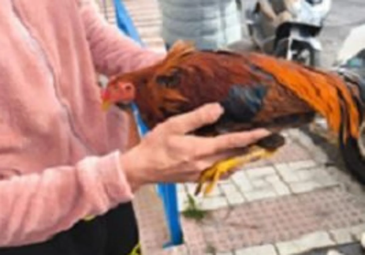 Malaga robbery: two young men steal fighting cocks