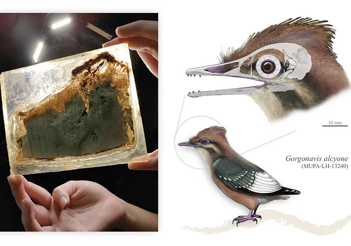 Encontrado en Cuenca el fósil de una nueva especie de ave de hace 125 millones de años