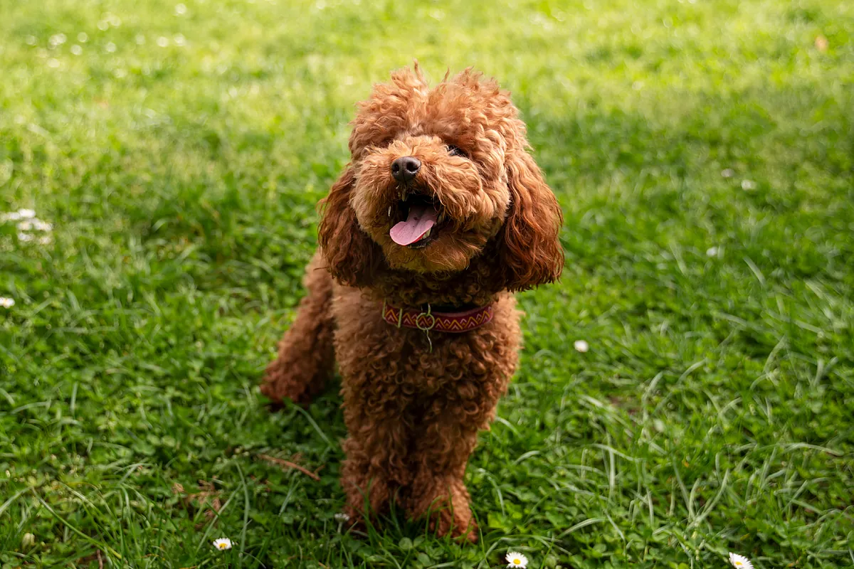 El filtro 'admite mascota' conquista a los viajeros