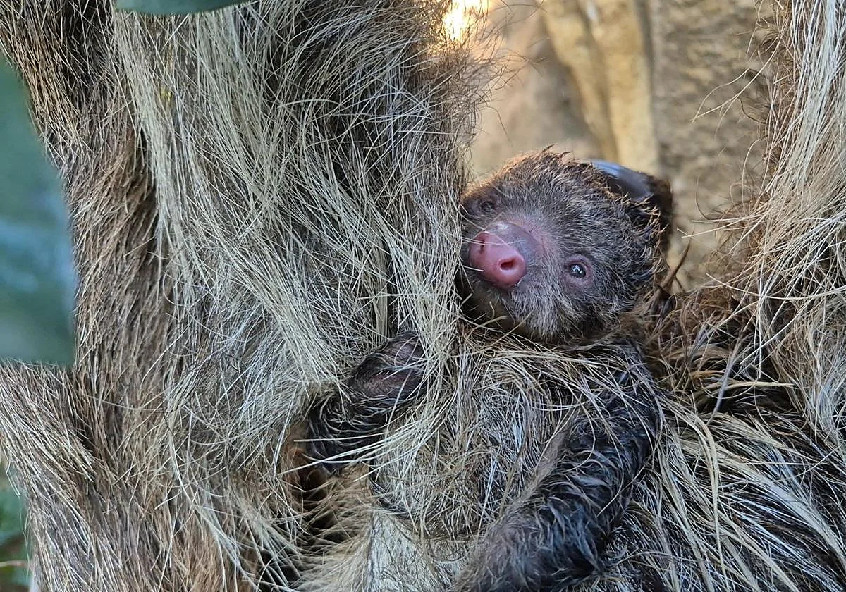 A very public birth: Bioparc Fuengirola's first two-toed baby sloth