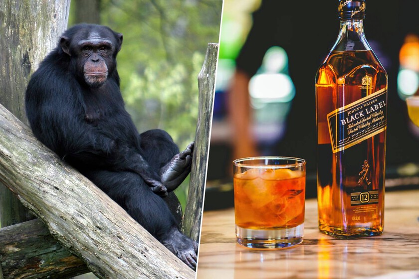 La hipótesis del "mono borracho" se confirma: los chimpancés salvajes beben el equivalente a casi dos copas de alcohol al día