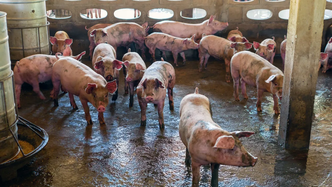 España notifica a la OMS un posible caso de transmisión humana de gripe porcina A(H1N1)