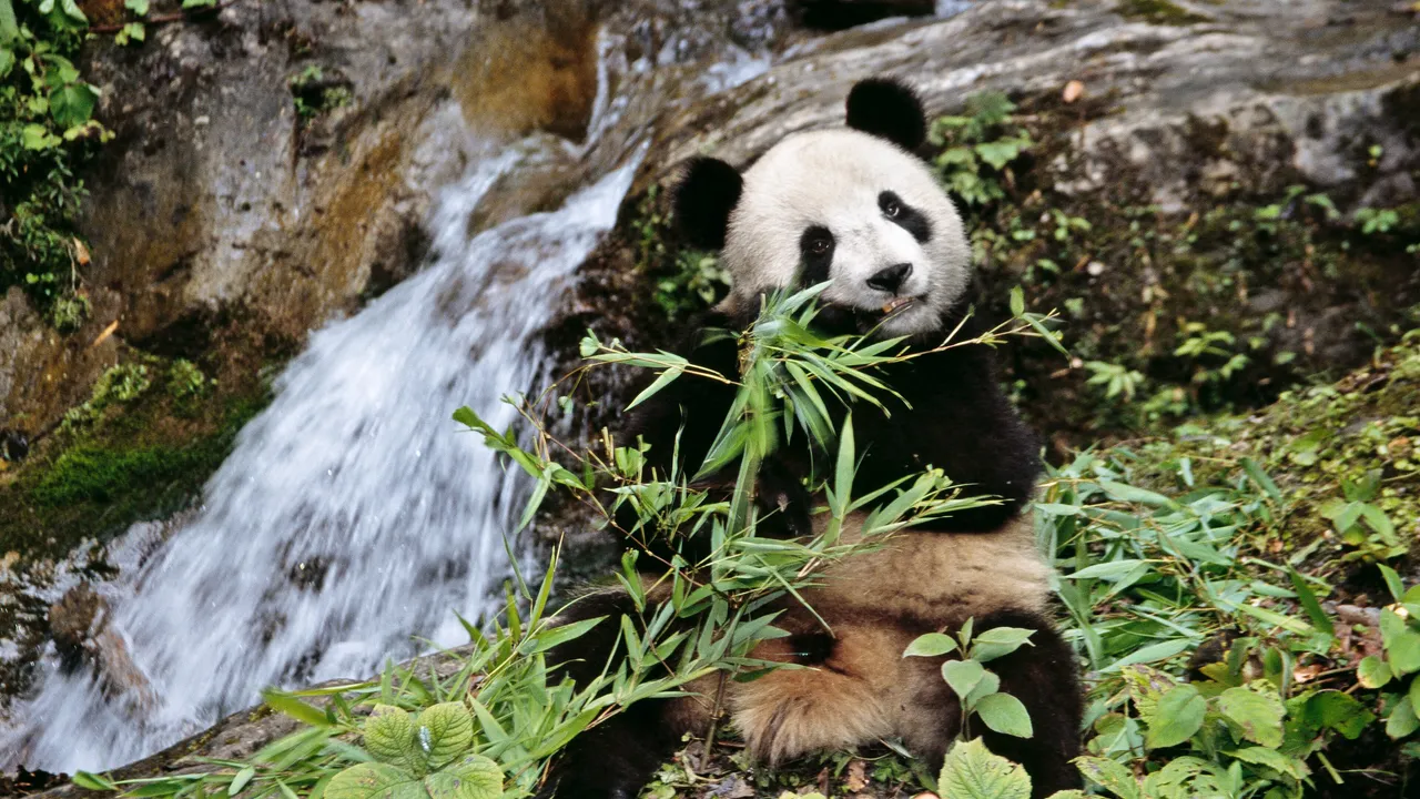 De salvar pandas a frenar epidemias: los proyectos de las cinco ganadoras de los Premios Rolex 2026