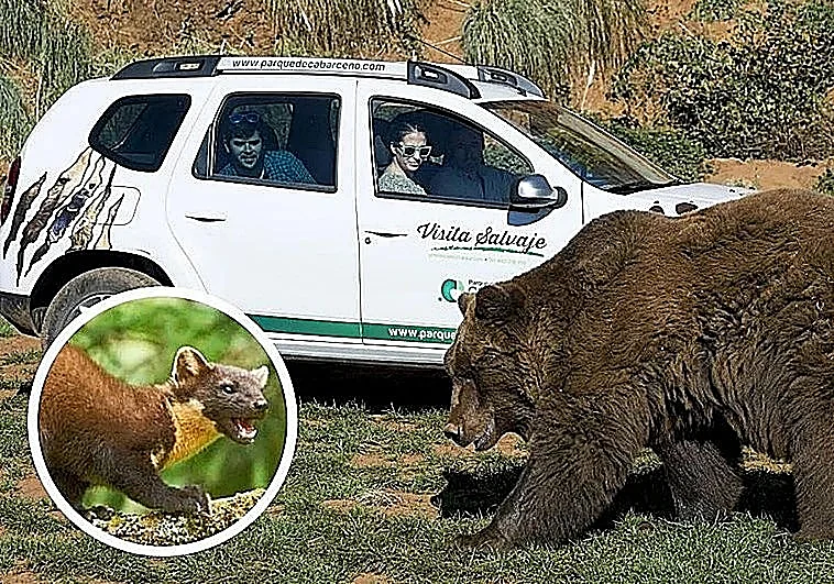 Compran un perro de 8.000 euros para evitar sabotajes de vehículos en Cantabria