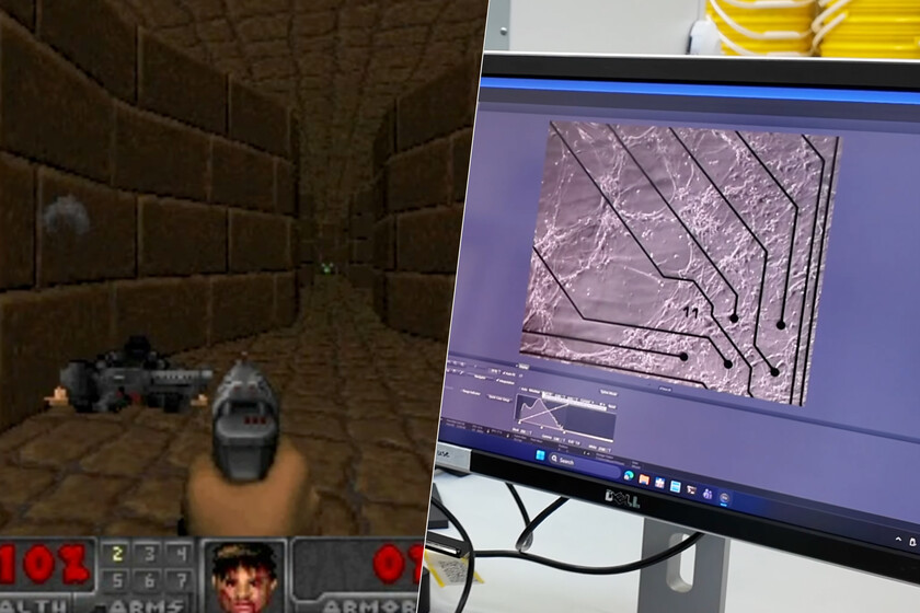 Unos científicos han conectado 200.000 neuronas humanas a un chip. Y las ha puesto a jugar a ‘Doom’