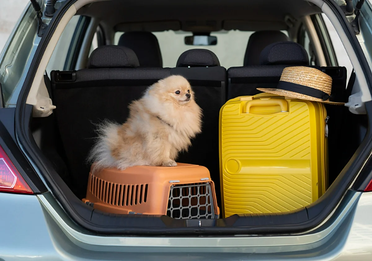 Estos transportines homologados harán que cualquier viaje con tu mascota sea más seguro