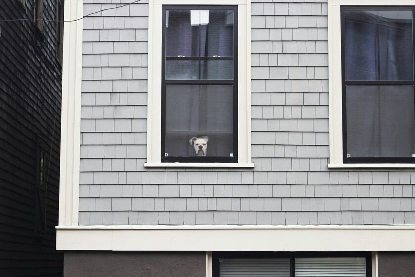 En España conseguir casa se ha vuelto una misión imposible. Hay quien la está recibiendo en donación a cambio de cuidar perros