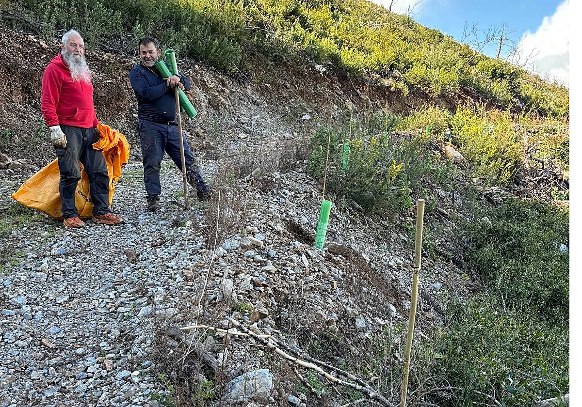 Encinas, alcornoques y algarrobos para curar las heridas del incendio de 2022 en Alhaurín de la Torre