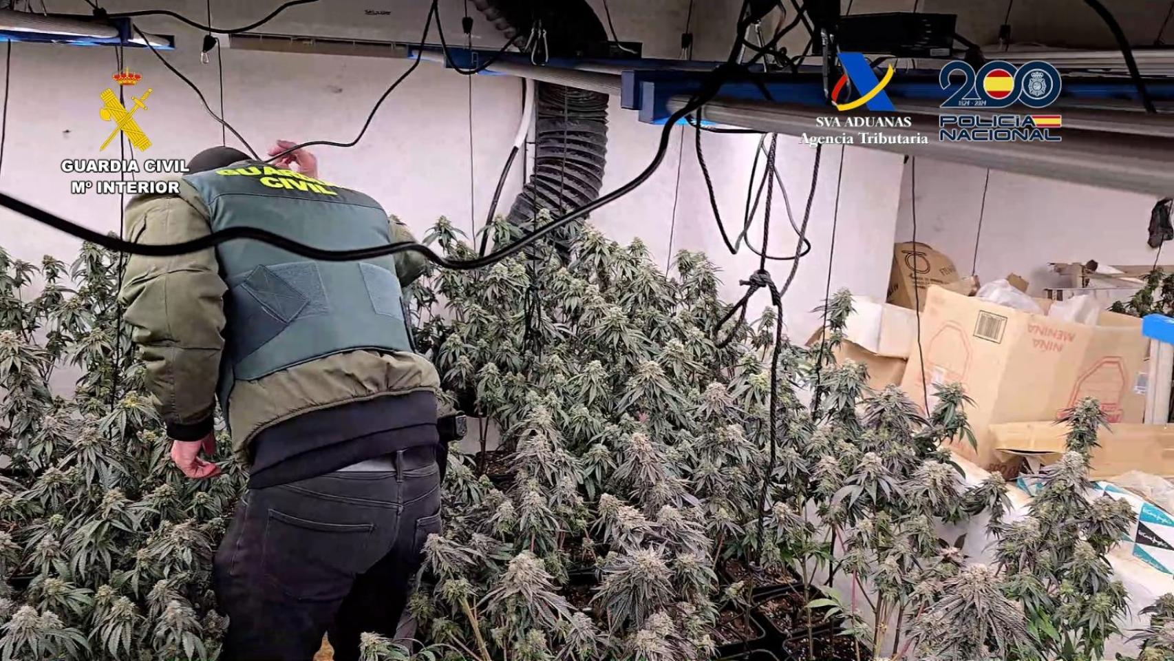 Detienen a 18 personas por cultivar marihuana en un pueblo de Sevilla: 5.000 plantas y un arma de fuego incautadas