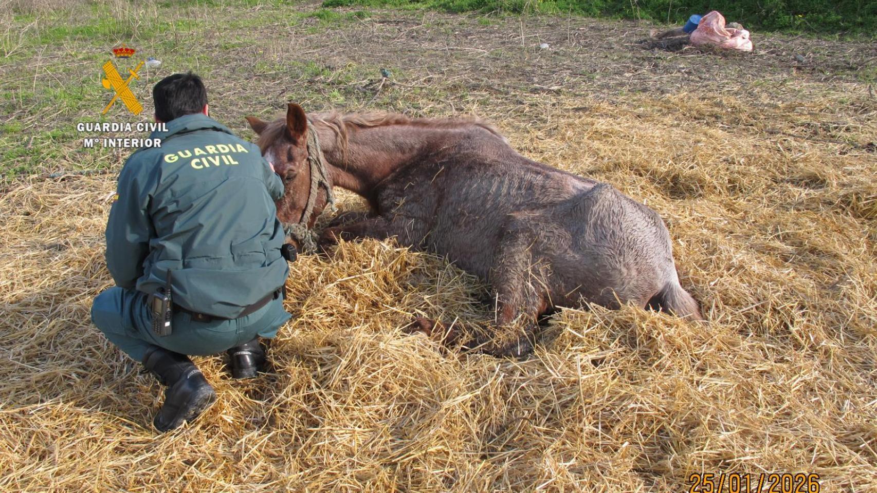 El Seprona investiga al dueño de una explotación equina en Coín por maltrato animal