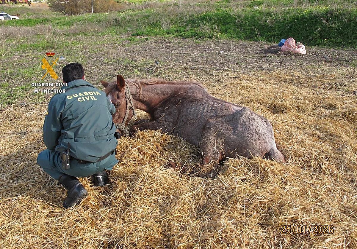 Investigan al propietario de una explotación equina en Cártama por posible maltrato animal