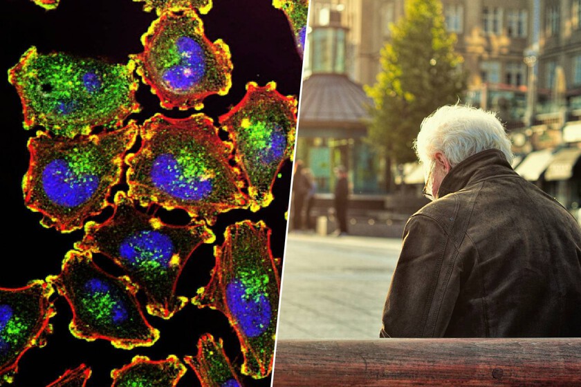 Hemos encontrado el "interruptor" del envejecimiento celular. El secreto se llama proteína AP2A1