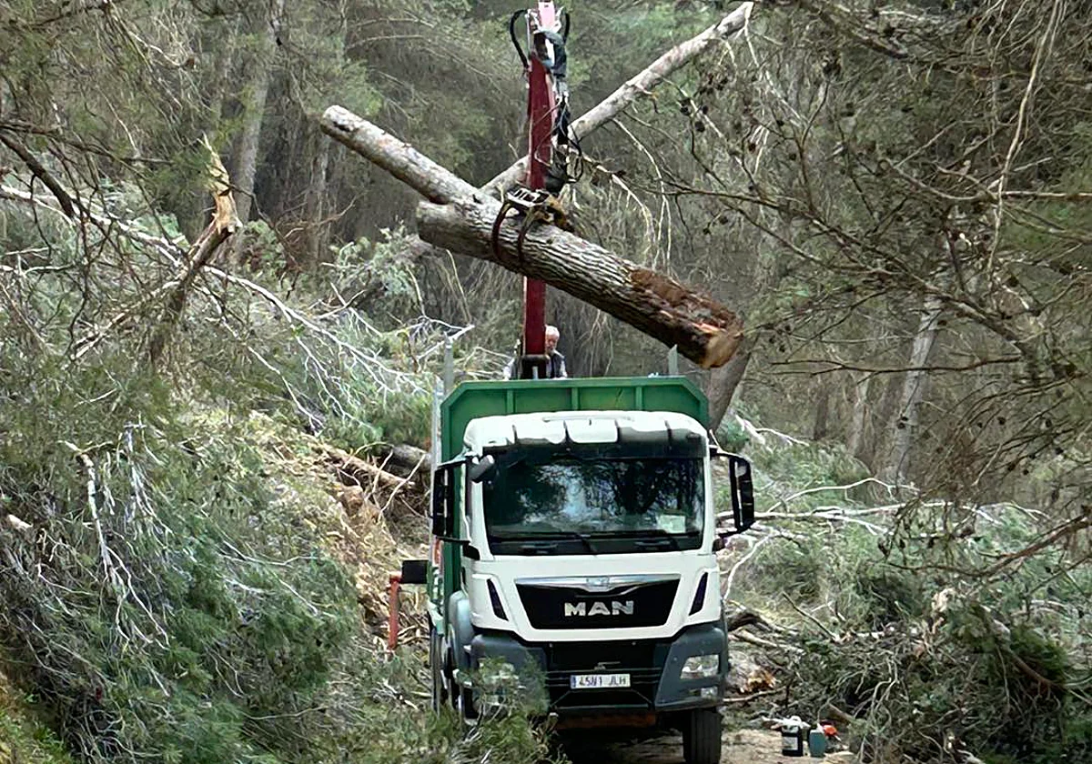 Villanueva del Trabuco limpia la Sierra de San Jorge tras la caída de más de 100 pinos