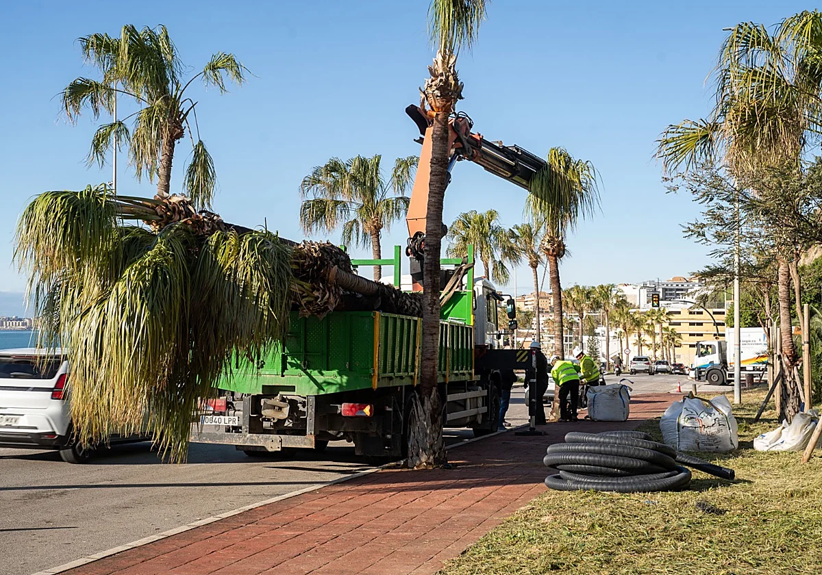 Benalmádena recupera masa verde: repone 600 árboles