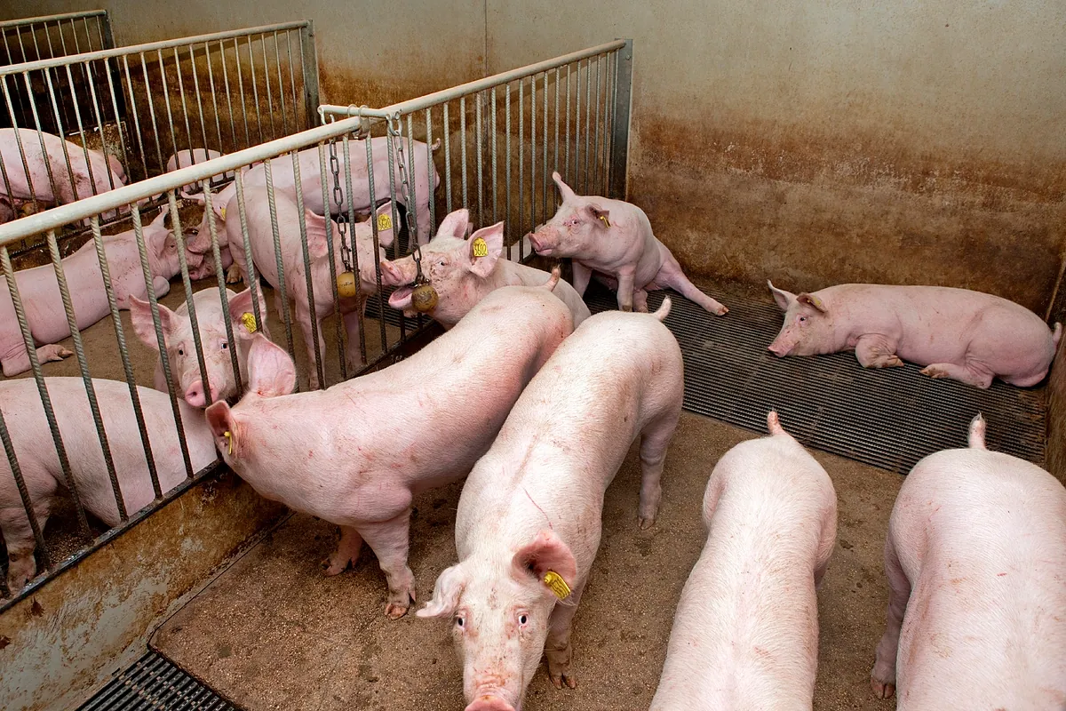 Los 'rascacielos para cerdos' dan el salto internacional