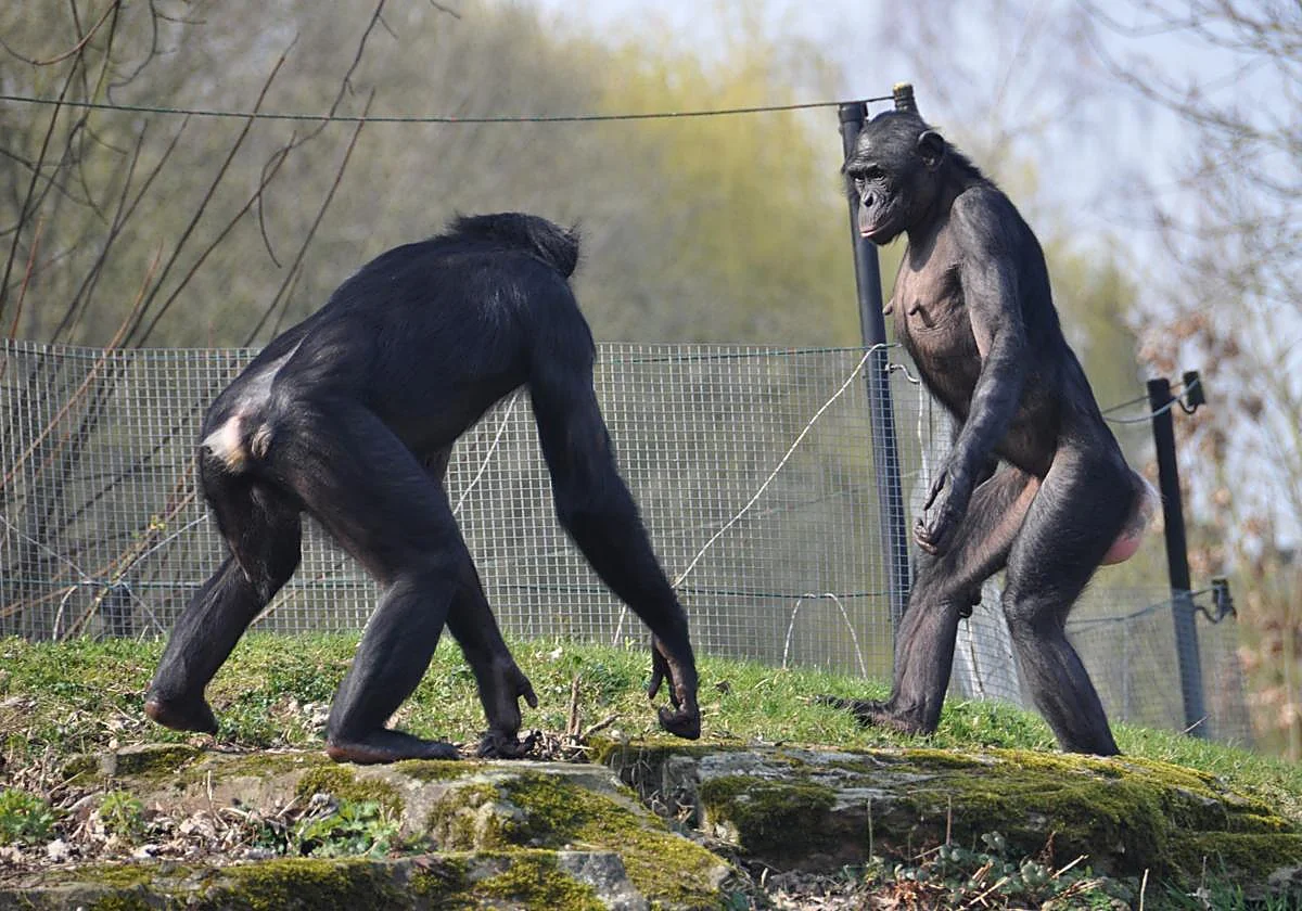 Fin a la idea de los simios pacíficos frente a los violentos: los chimpancés y los bonobos son igual de agresivos