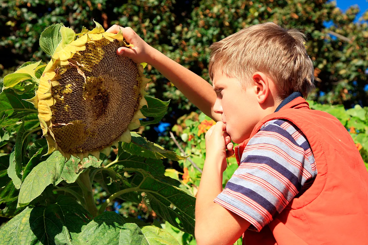 La dieta vegana y vegetariana en niños y adolescentes es saludable y segura si no se improvisa