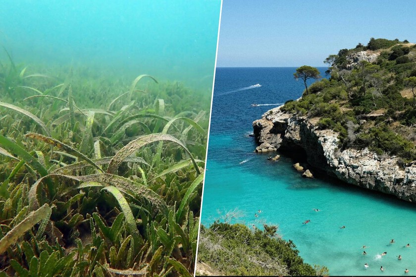 El mar Mediterráneo se está tropicalizando: Baleares da la bienvenida a una planta invasora hasta ahora imposible en sus aguas