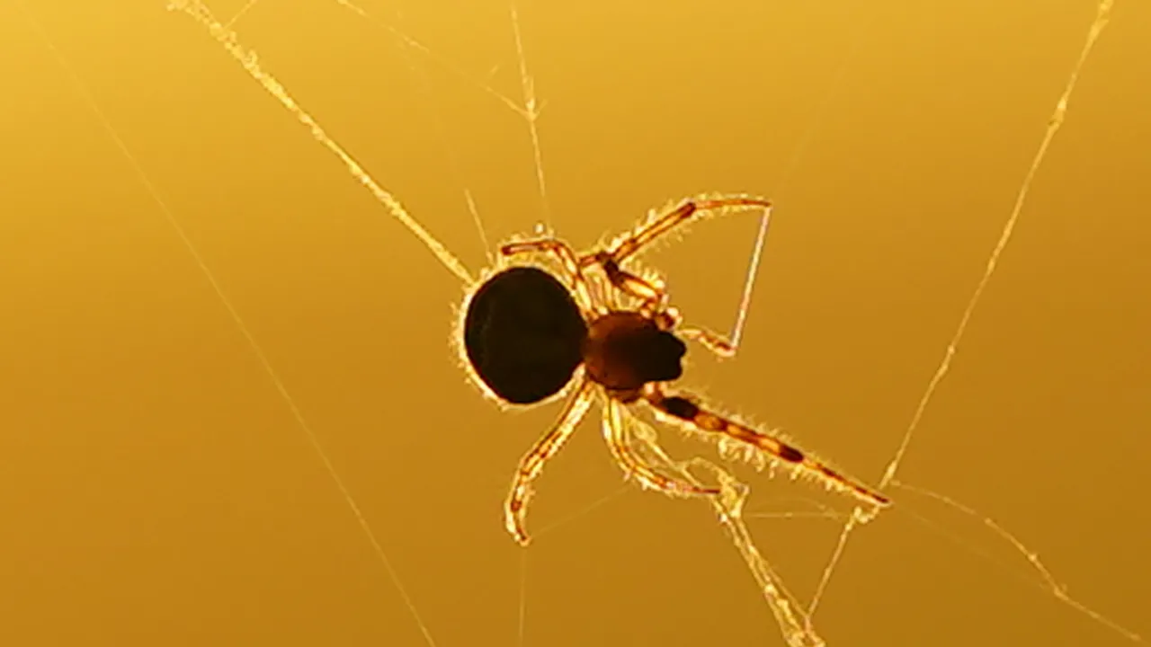 Ciencia pegajosa: conoce la evolución de las telarañas