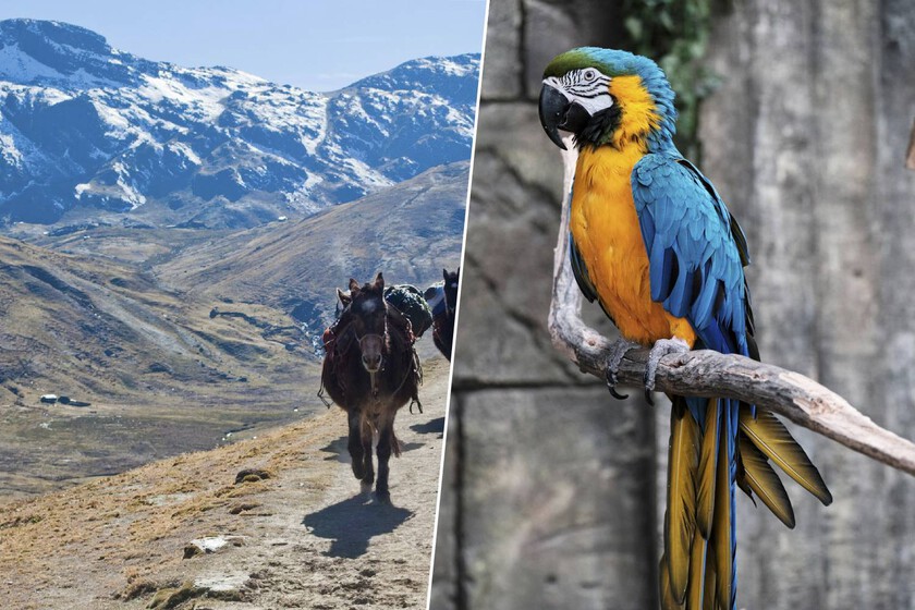 Cientos de kilómetros a través de los Andes con loros vivos: la asombrosa red de comercio de plumas que existió antes de los Incas