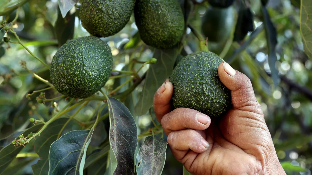 Oro verde o salvar el bosque: las alternativas al aguacate para frenar la deforestación y la violencia en México