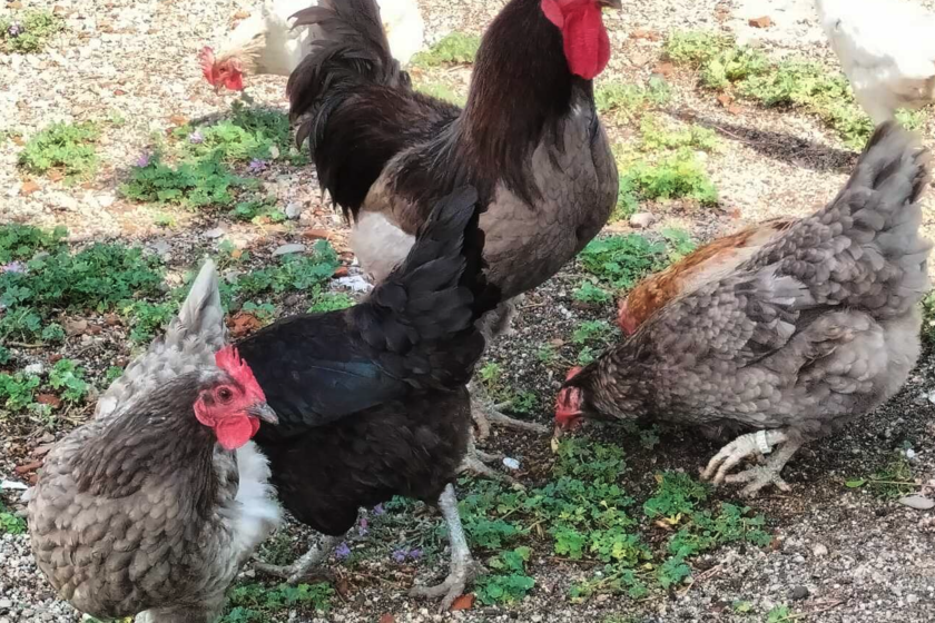 La gallina más rara de España es azul y vive en Extremadura. Lo que no sabemos es por cuánto tiempo