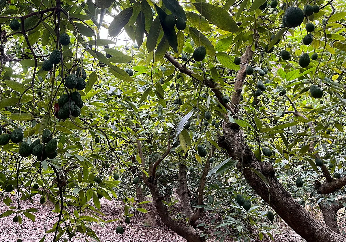 Study warns of the challenges facing agriculture in the Axarquía and proposes alternatives to avocados