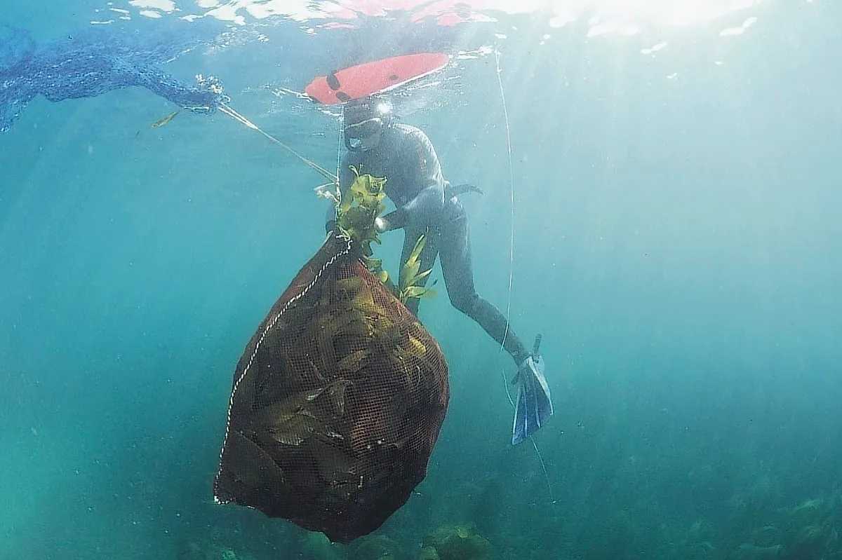 Una afluencia récord de algas inunda las playas mexicanas