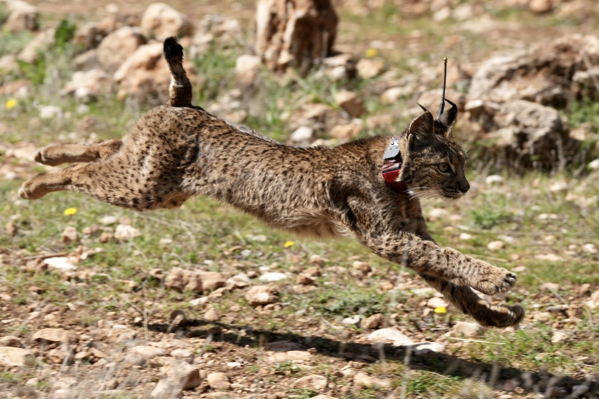 'Baby boom' en Doñana