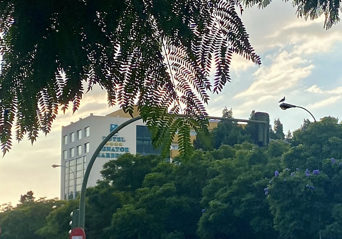 Meliá confirms a major refurb of the Senator Marbella: its 16th hotel in Malaga