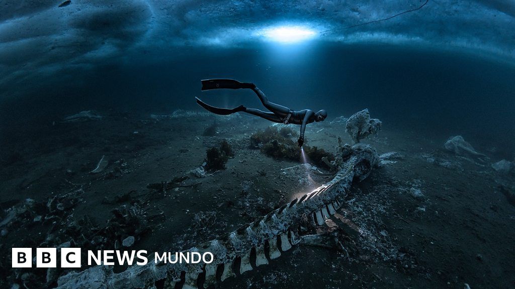 "Hay huesos por todas partes": los cementerios de ballenas que transforman las profundidades del mar