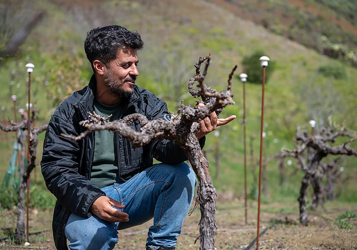 Gran Canaria, una isla de viñas altas y raíces profundas