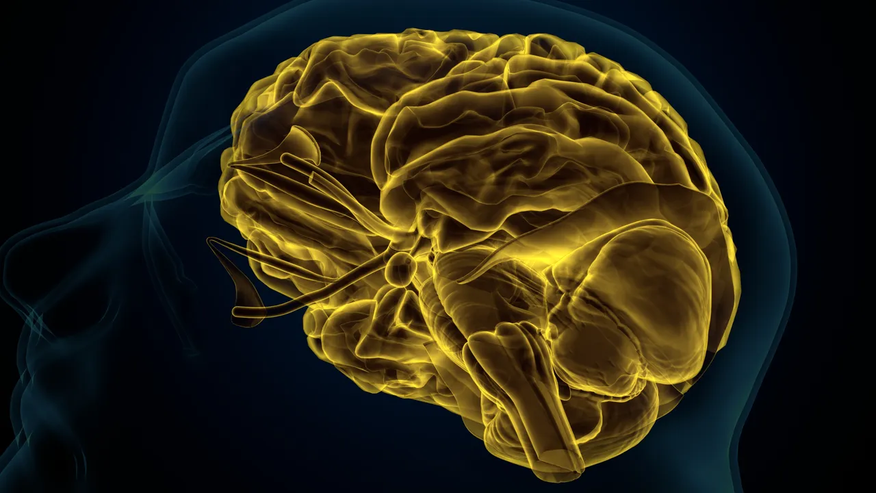 Para formar recuerdos, el cerebro necesita escuchar al intestino