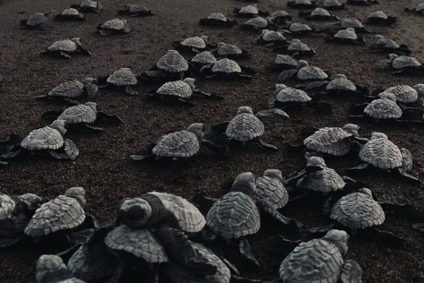 Una de las 100 especies más dañinas del mundo se ha instalado en España. Es una monísima tortuga doméstica