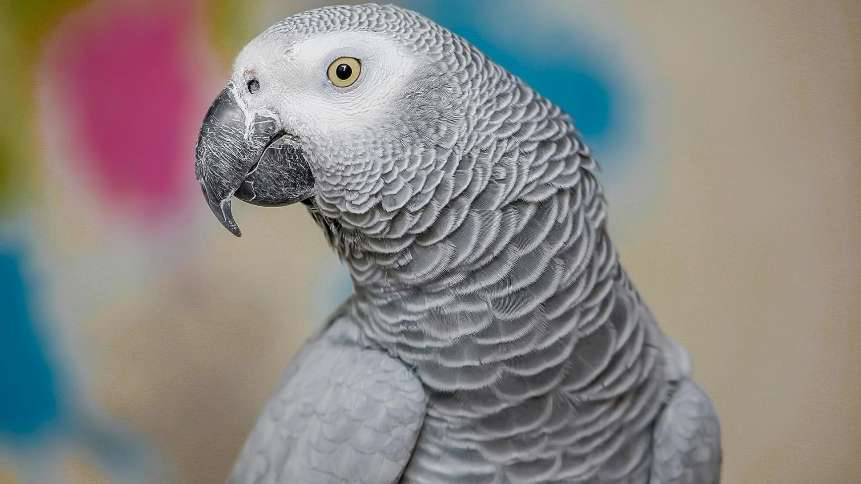 Nigel, el loro africano desaparecido que vuelve con su dueño británico cuatro años después hablando español