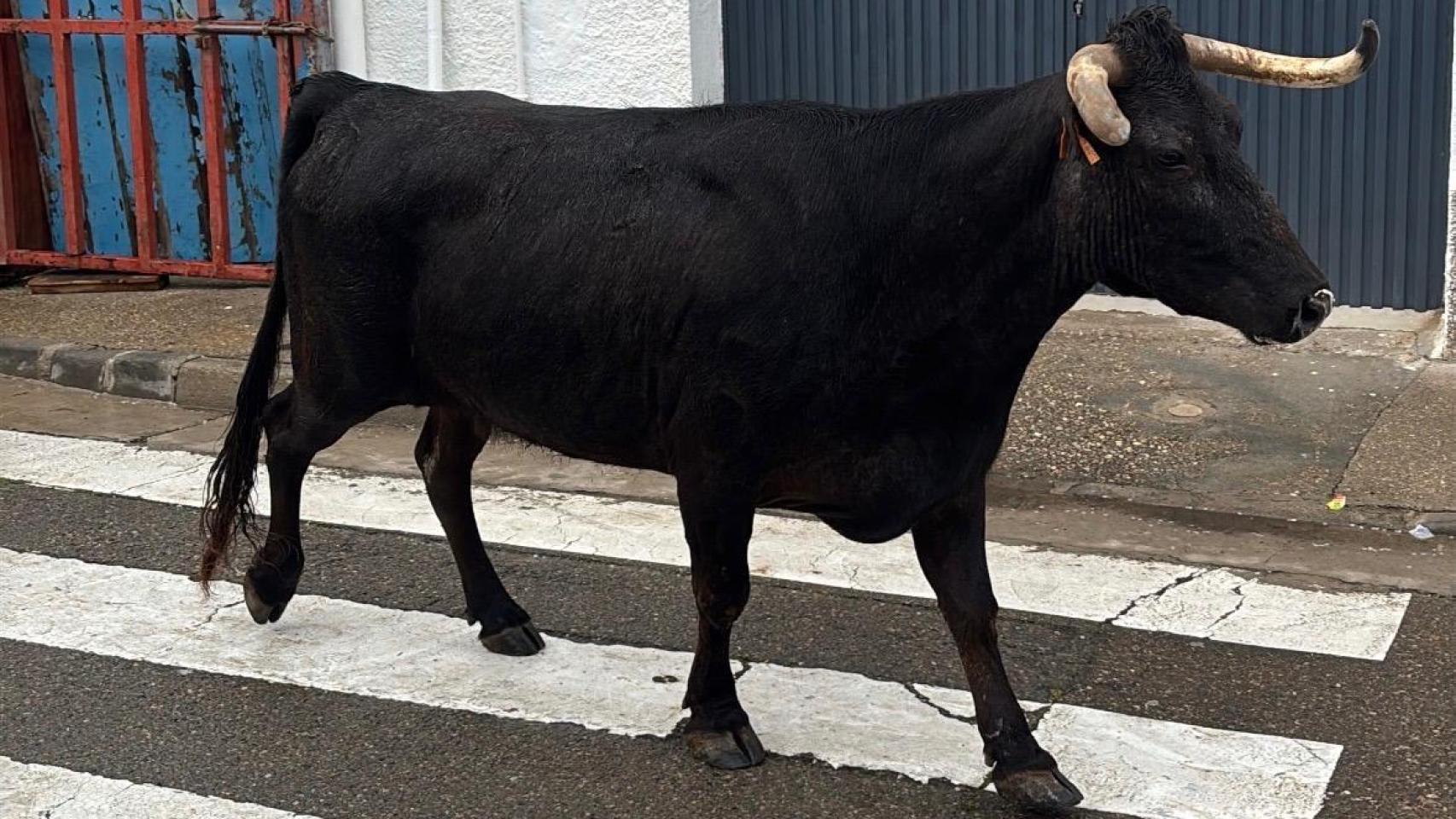 Alerta por la limitación de festejos taurinos en Aragón: "Si hay un nuevo foco podemos perder la temporada"