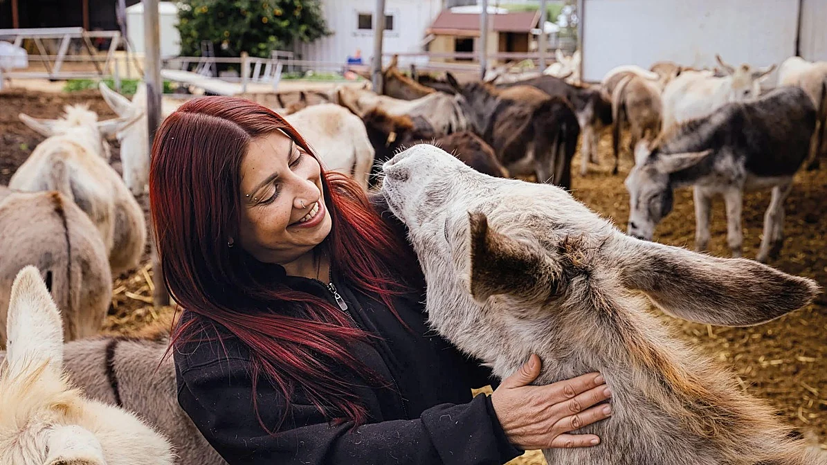 La guerra de los burros: la polémica de los asnos de Gaza 'adoptados' por israelíes