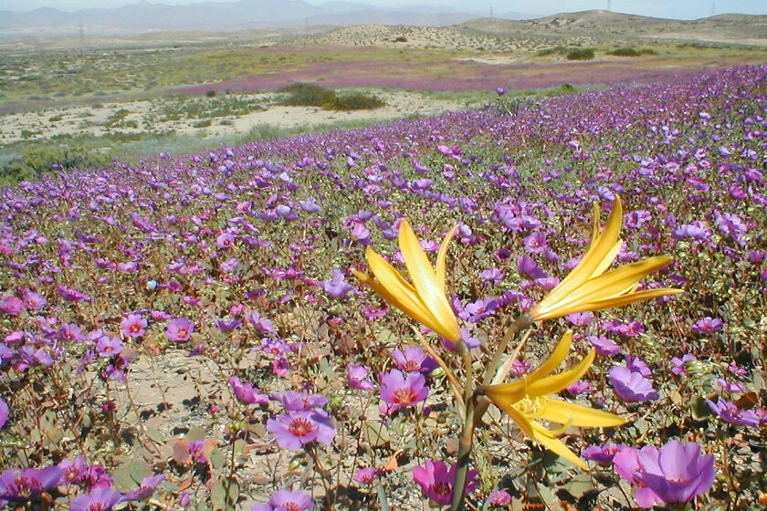 La lluvia ha transformado el desierto más seco del planeta en un mar de flores. Es un espectáculo para la vista y un problema para los expertos