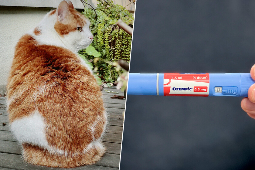 El problema de "mi gato está gordo" es tan común que la industria ha tenido una idea: "Ozempic para gatos"
