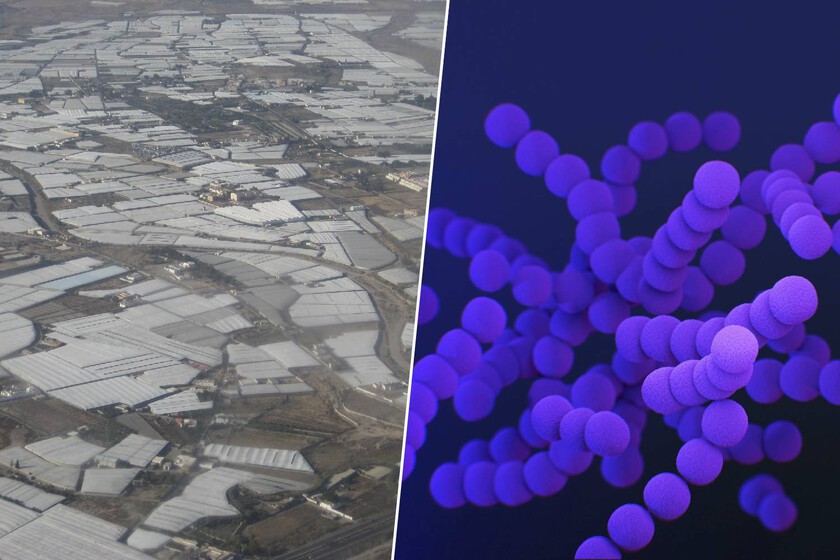 El "mar de plástico" de Almería esconde una amenaza invisible: es una incubadora gigante de bacterias resistentes