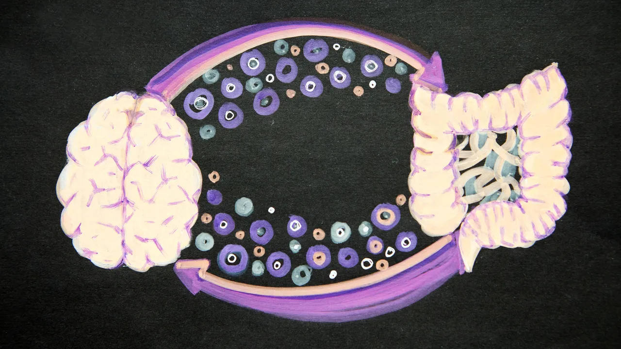 Las bacterias intestinales pueden llegar al cerebro; un estudio con ratones encuentra cómo