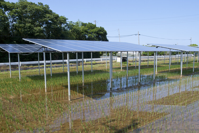 El gran problema de poner paneles solares sobre cultivos es la sombra. La Universidad de Jaén ha dado con una solución