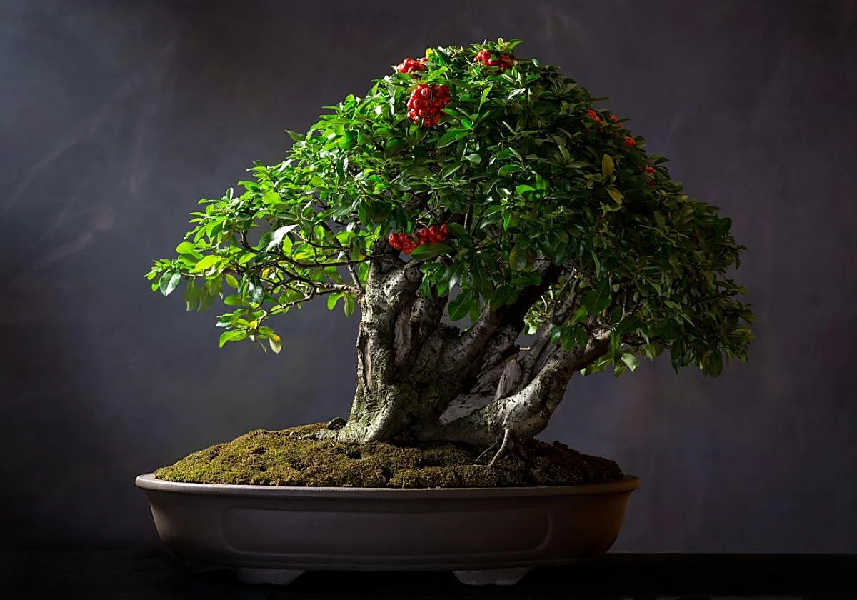 Rare plant fair returns to the Costa over Easter weekend