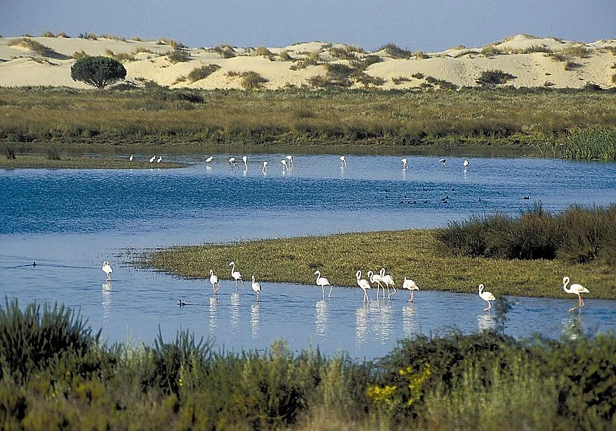 Doñana water recovery 'fragile and temporary' despite recent rainfall, warns SEO/BirdLife