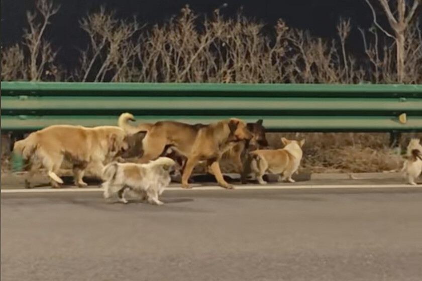 Miles de personas se han enamorado de siete perros abandonados y a la fuga en medio de China. Solo era otro vídeo IA