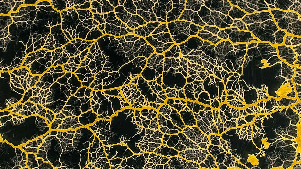 El ingenioso moho mucilaginoso que puede aprender, recordar y tomar decisiones sin la necesidad de un cerebro